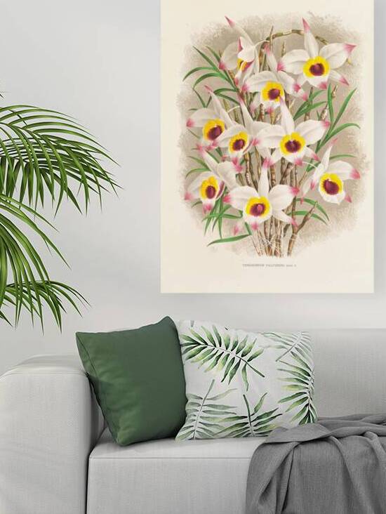 Dendrobium Falconeri Reproduction