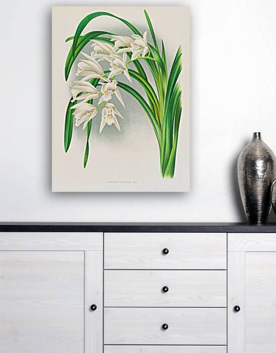 Cymbidium mastersi by IStockHistory com