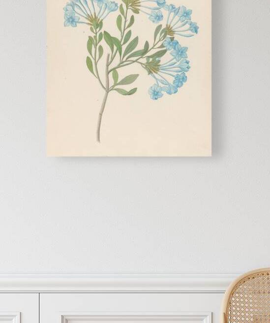 Plombago capensis [Plumbago auriculata] 1817 by IStockHistory com
