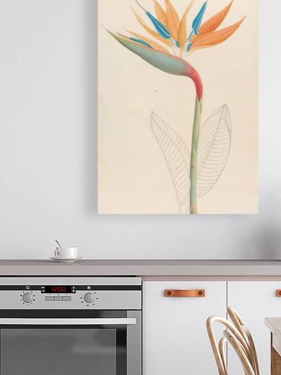 Strelitzia Reginae 1817 Reproduction