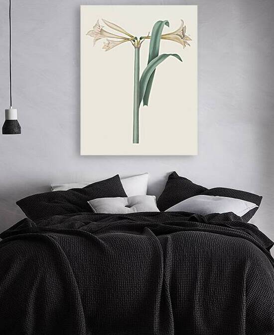 Amaryllis Harrisoni 1834 Reproduction