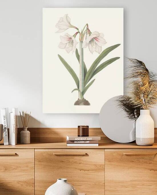 Amaryllis Picta. 1834 Reproduction