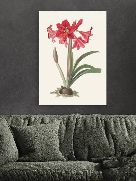 Amaryllis Johnsoni. 1834 Reproduction