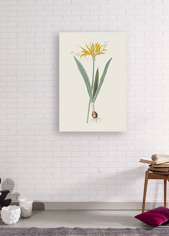 Nerine Aurea. 1834 by IStockHistory com