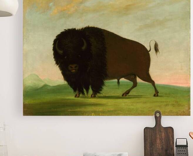 Buffalo Bull Grazing on the Prairie 1832-1833 by IStockHistory com