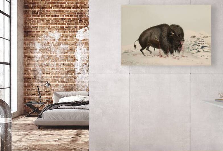 Wounded Buffalo Bull 1844 by IStockHistory com