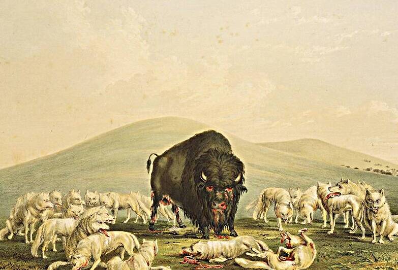 Buffalo Hunt White Wolves Attacking Buffalo Bull 1844  by IStockHistory com