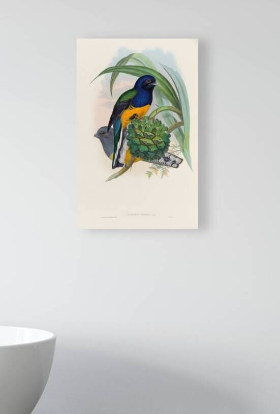 John Gould trogons 019 Reproduction