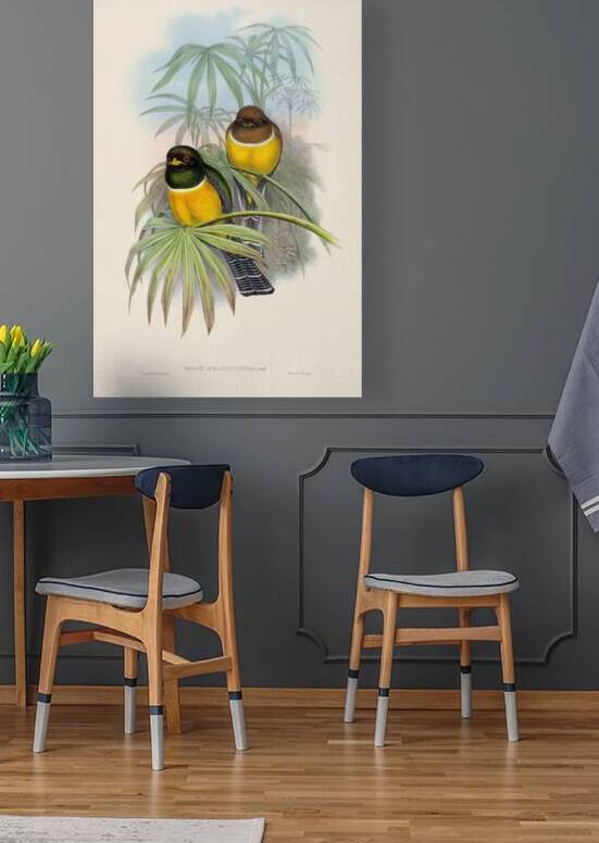 John Gould trogons 006 Reproduction