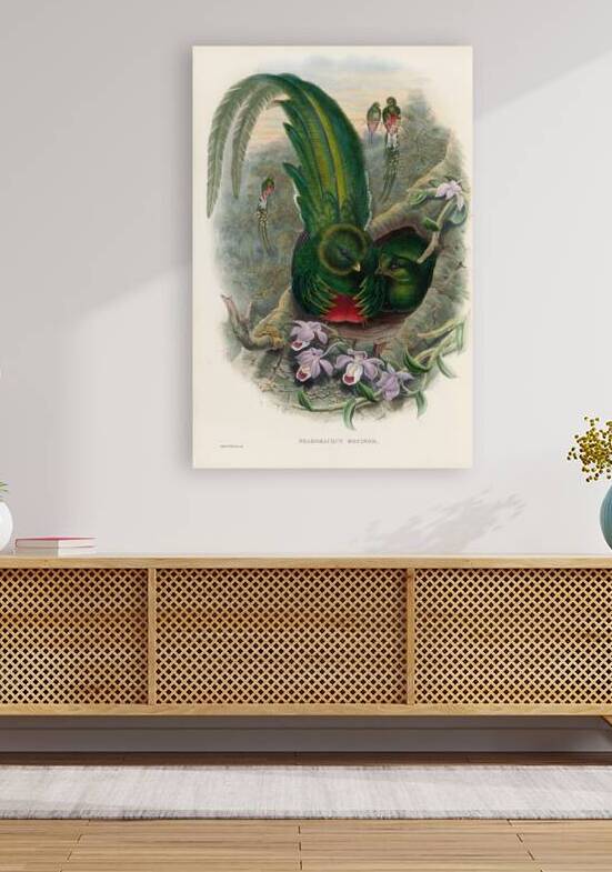 John Gould trogons 027 Reproduction