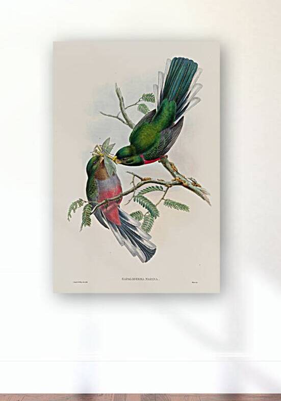 John Gould trogons 036 Reproduction