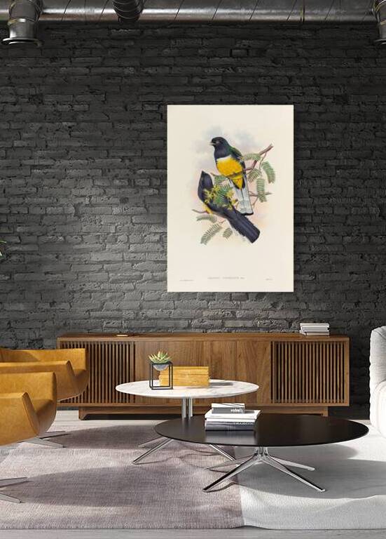 John Gould trogons 045 Reproduction