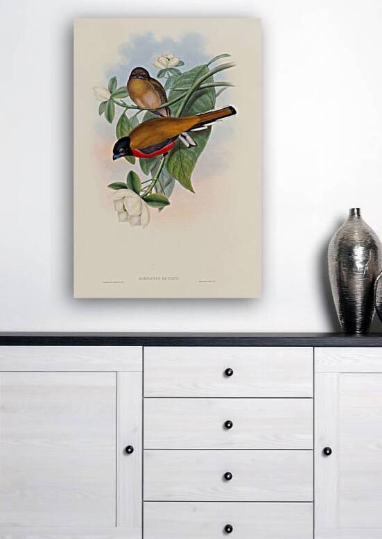 John Gould trogons 013 Reproduction