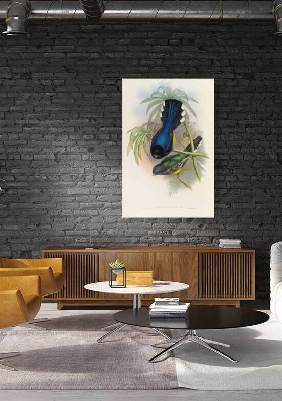 John Gould trogons 007 Reproduction