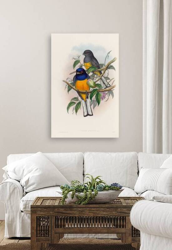John Gould trogons 018 Reproduction