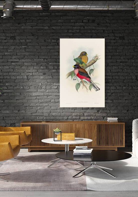 John Gould trogons 022 Reproduction