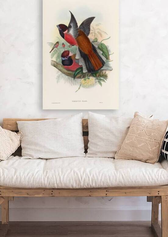 John Gould trogons 034 Reproduction