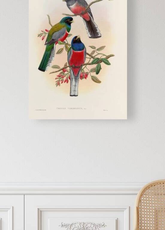 John Gould trogons 042 Reproduction