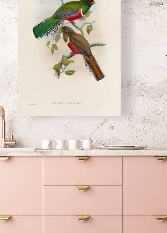 John Gould trogons 041 Reproduction