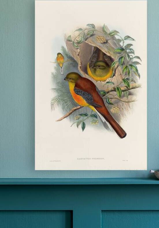 John Gould trogons 026 Reproduction