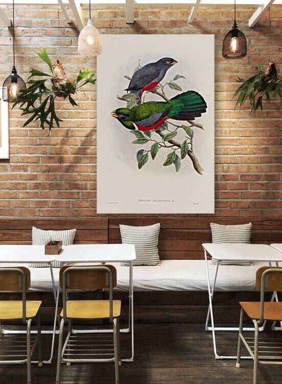John Gould trogons 033 Reproduction