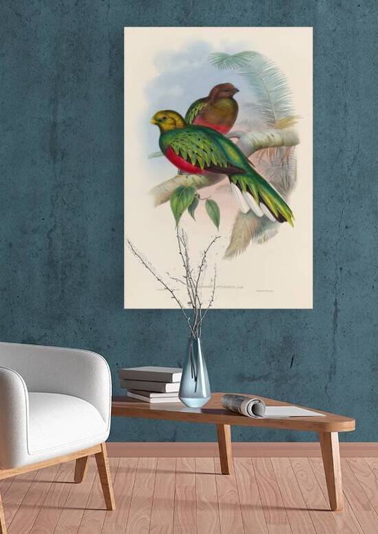John Gould trogons 002 Reproduction