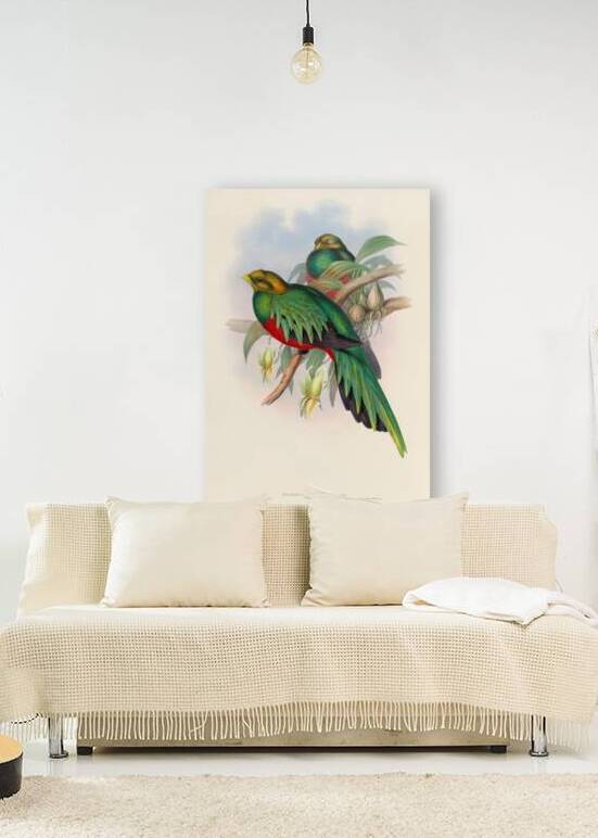 John Gould trogons 003 Reproduction