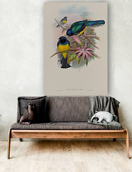 John Gould trogons 008 Reproduction