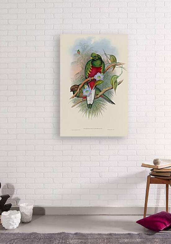 John Gould trogons 001 Reproduction