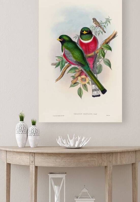 John Gould trogons 016 Reproduction