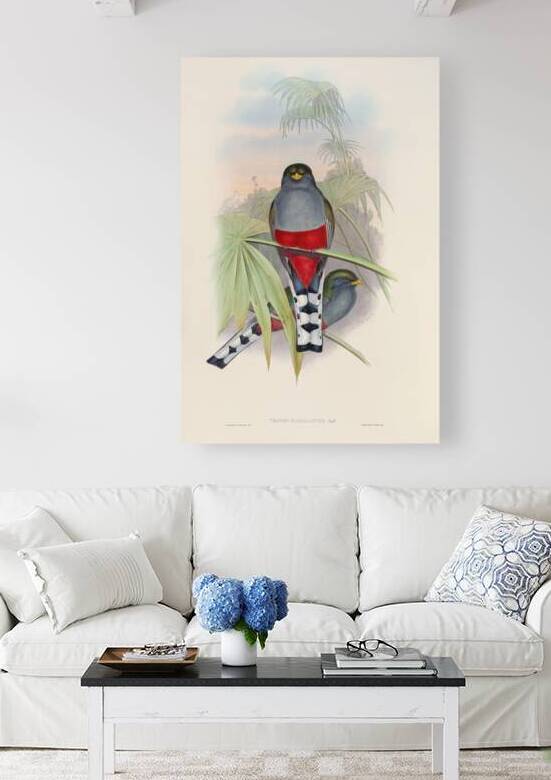 John Gould trogons 010 Reproduction
