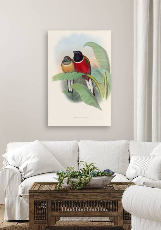 John Gould trogons 023 Reproduction