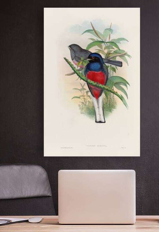 John Gould trogons 017 Reproduction