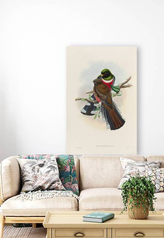 John Gould trogons 028 Reproduction