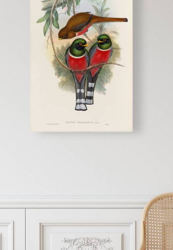 John Gould trogons 032 Reproduction