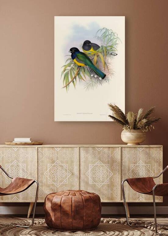 John Gould trogons 009 Reproduction