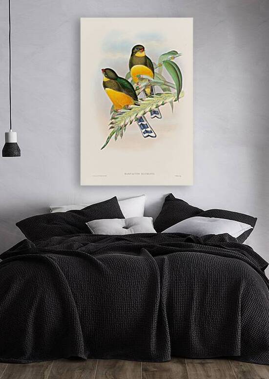 John Gould trogons 025 Reproduction