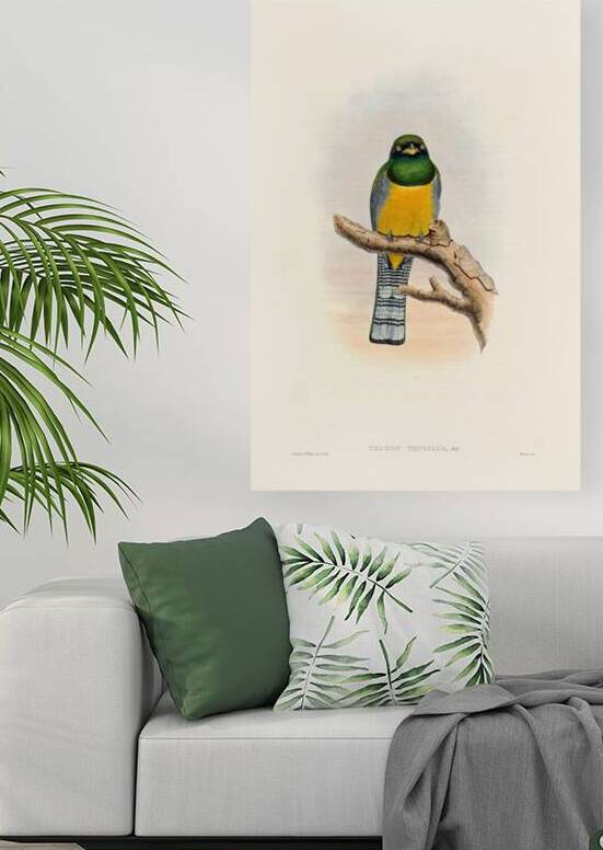 John Gould trogons 039 Reproduction