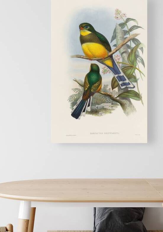 John Gould trogons 024 Reproduction