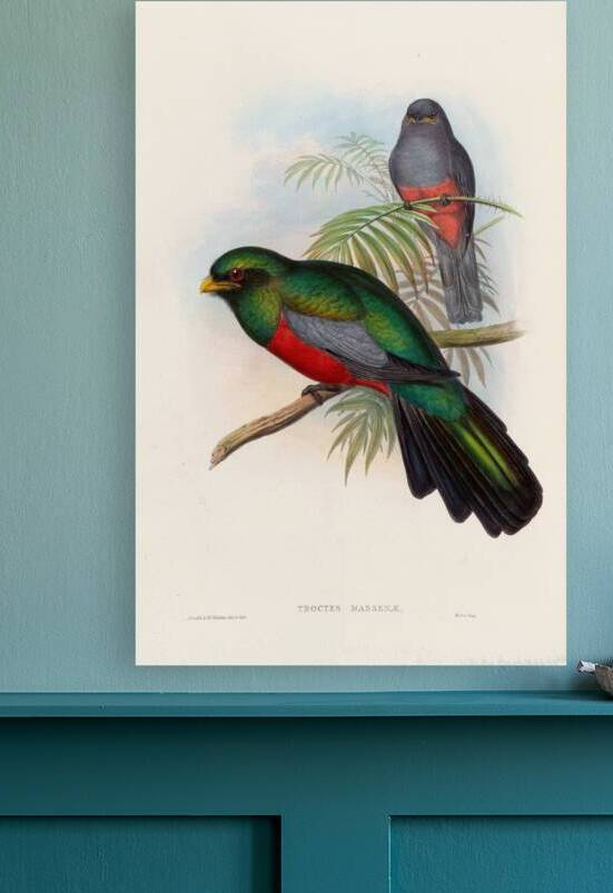 John Gould trogons 020 Reproduction