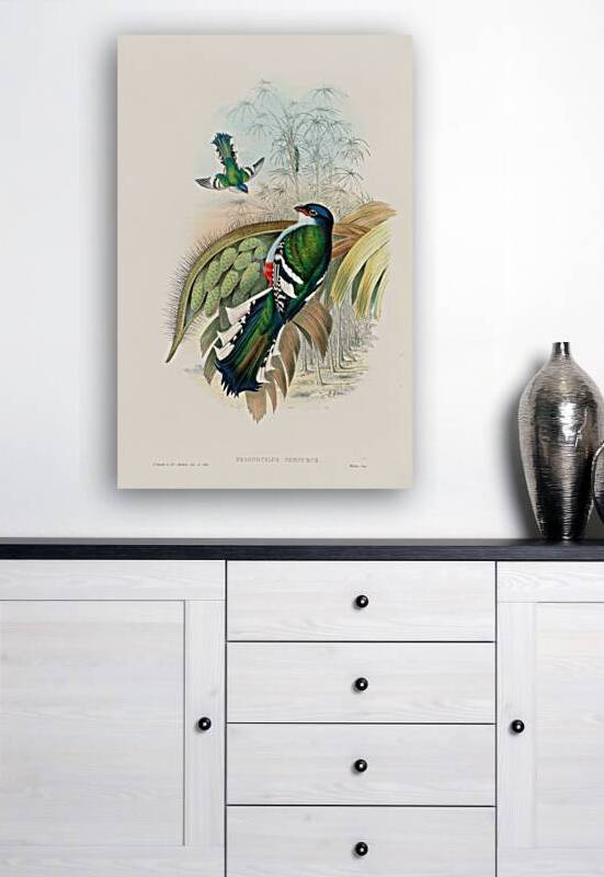 John Gould trogons 015 Reproduction