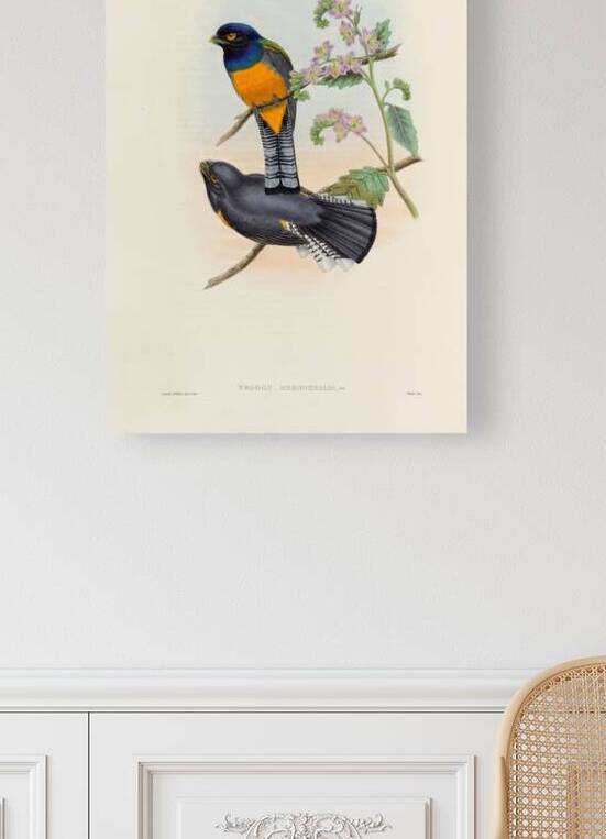 John Gould trogons 046 Reproduction