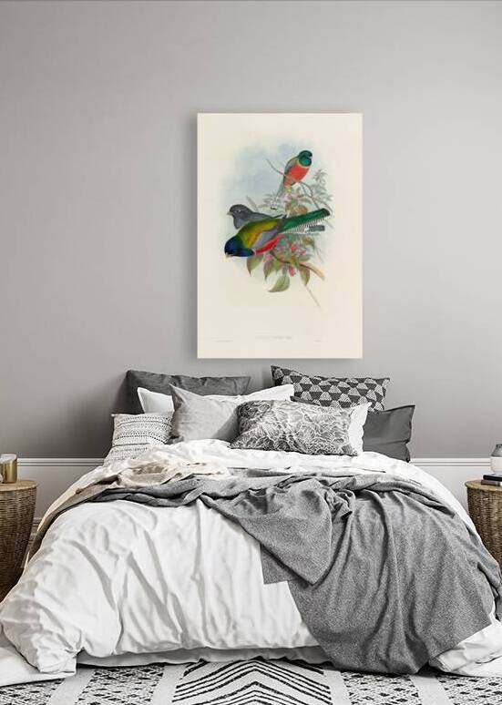 John Gould trogons 043 Reproduction