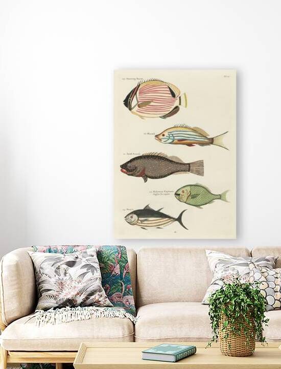 Colourful and surreal illustrations of fishes found in Moluccas Indonesia and the East Indies by Louis Renard 1678 -1746 from Histoire naturelle des plus rares curiositez de la mer des Indes 1754. by IStockHistory com