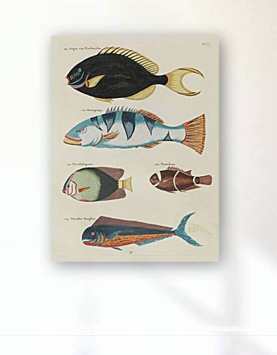 Colourful and surreal illustrations of fishes found in Moluccas Indonesia and the East Indies by Louis Renard 1678 -1746 from Histoire naturelle des plus rares curiositez de la mer des Indes 1754. by IStockHistory com