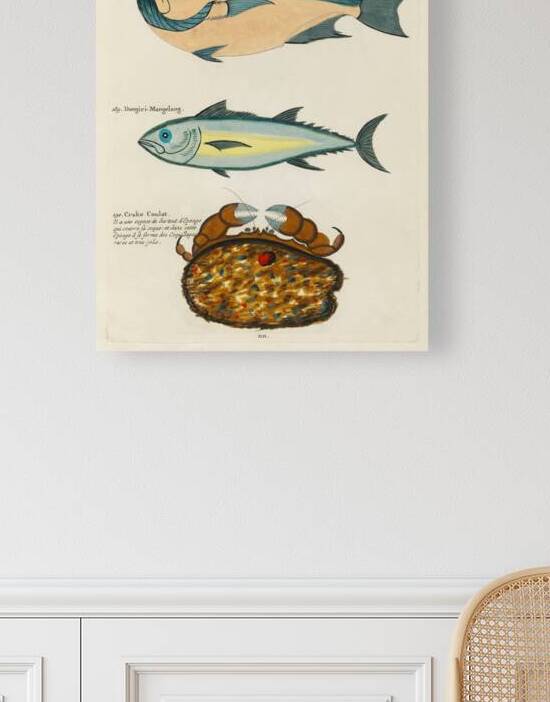 Colourful and surreal illustrations of fishes and crab found in Moluccas Indonesia and the East Indies by Louis Renard 1678 -1746 from Histoire naturelle des plus rares curiositez de la mer des Indes 1754. by IStockHistory com