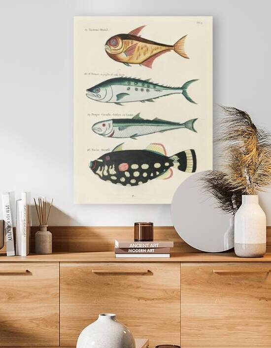 Colourful and surreal illustrations of fishes found in Moluccas Indonesia and the East Indies by Louis Renard 1678 -1746 from Histoire naturelle des plus rares curiositez de la mer des Indes 1754. by IStockHistory com