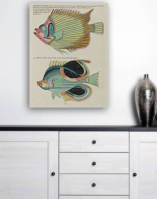 Colourful and surreal illustrations of fishes found in Moluccas Indonesia and the East Indies by Louis Renard 1678 -1746 from Histoire naturelle des plus rares curiositez de la mer des Indes 1754. by IStockHistory com