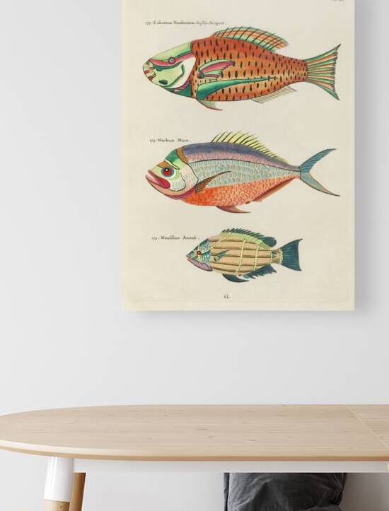 Colourful and surreal illustrations of fishes found in Moluccas Indonesia and the East Indies by Louis Renard 1678 -1746 from Histoire naturelle des plus rares curiositez de la mer des Indes 1754. by IStockHistory com
