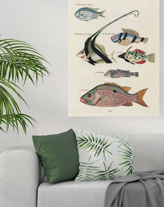 Colourful and surreal illustrations of fishes found in Moluccas Indonesia and the East Indies by Louis Renard 1678 -1746 from Histoire naturelle des plus rares curiositez de la mer des Indes 1754. by IStockHistory com